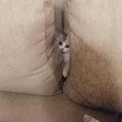 DangLil