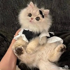 _trngiang_212