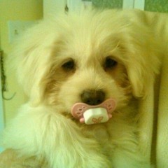 LittlSailor