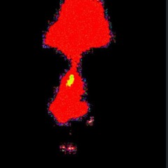 BACARDI BAMBI HENDRIXXX