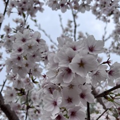 Lưu Tuấn Nghĩa