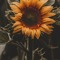 Marwa~
