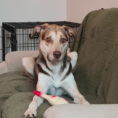 Isabelle Krayenbosch