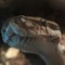 Snek