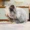 .˜”*°•Bunny-Lover•°*”˜.