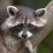 Racoonking