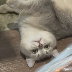 koko