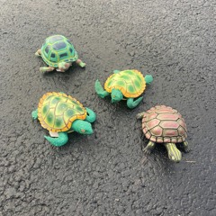 Turtles on the Tarmac