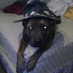 Moose