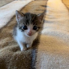 elliott