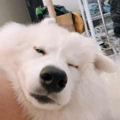 Tô Trần Di Bảo