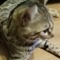 JerryTheCat