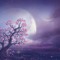 Jimi Moon