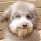 kito