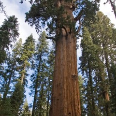 James Sequoia