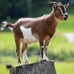 Moo_115