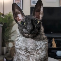 креветка кунилингус