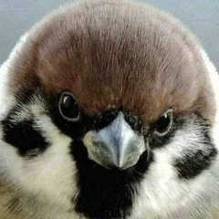 sparrow!!!