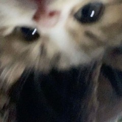cari