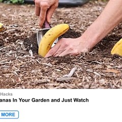 the banana garden