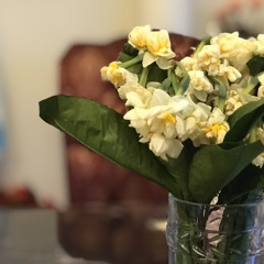 white rose