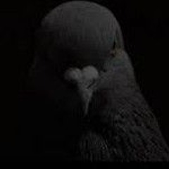 The Pigeon