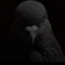 The Pigeon