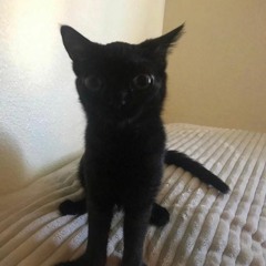 jinx