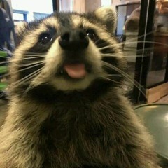 RaccoonMash