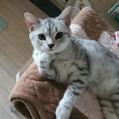 하종현