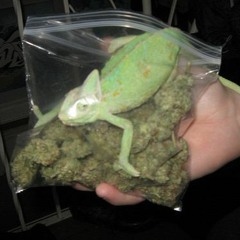 LAGARTO LECHUGA