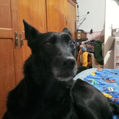 omari