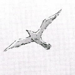 kotiko