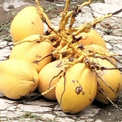 Aliong BSA