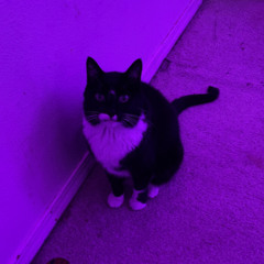 Sam
