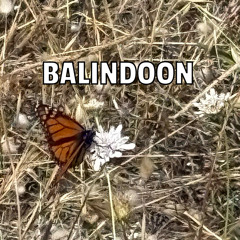 Balindoon