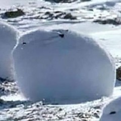 ticklenuts69 ceo of sex