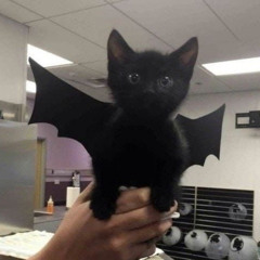 𝙡𝙞𝙡𝙮 🐈‍⬛