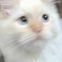 yousif