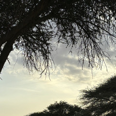 Anas alghamdi