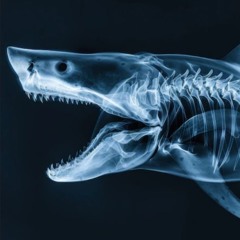 𝖑𝖔𝖙𝖔𝖘🌊