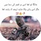 Sharik meo