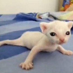 EEE