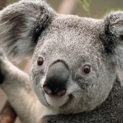 Cocoa - 恋のAsterisk