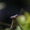 A Mantis On Shrooms