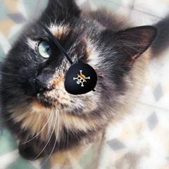Gatuso