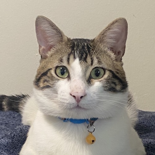 Steve's Last Song - A Minecraft Movie [Jack Black A.I].mp3