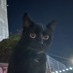 Аліна Дозорець