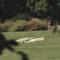 sleep forrest