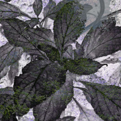 yvng faygo (@yvng.faygo)